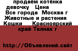 продаём котёнка девочку › Цена ­ 6 500 - Все города, Москва г. Животные и растения » Кошки   . Красноярский край,Талнах г.